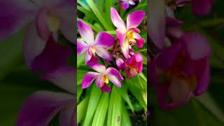 Spathoglottis plicata  ground orchid orchid nature homegarden [upl. by Corabel]