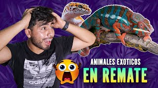 CONVENCION ANIMALIA 2024 I REPTILES EN REMATE [upl. by Blandina]