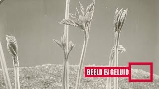 Versnelde opnamen van groeiende planten 1920 [upl. by Tnecnivleahcim]