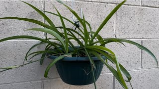 My Rescue Shamrock Spider Plant [upl. by Ortensia]