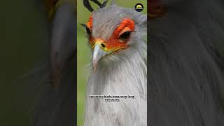 Secretary birds soundanimals youtubeshorts [upl. by Oira]