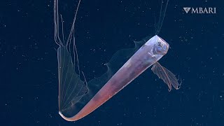 MBARI 2021 A collection of this years best moments in the deep sea [upl. by Edva]