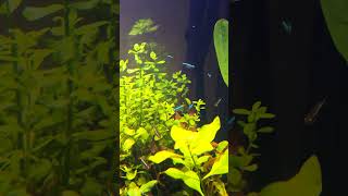 Black Neon Tetras amp Cardinal Tetras [upl. by Lerrud]