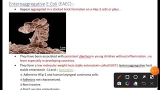 EAEC Enteroaggregative EColi [upl. by Eisor]