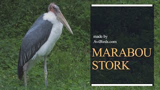 Marabou Stork Leptoptilos Crumenifer [upl. by Griffin]