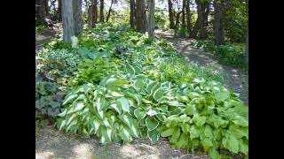 Hosta Woodland Gardens  Hostas Plants  Hosta Varieties [upl. by Ahseral339]