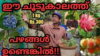 ഫ്രൂട്ടുകൾ വിളയിക്കാം പരിചരണത്തിലൂടെfruitsplantspruningfertilizationorganic fertilizerblooming [upl. by Suiram]