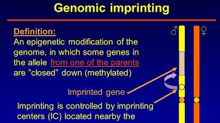 Genomic Imprinting [upl. by Cleary]