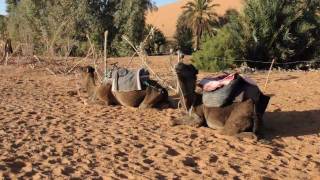 Erg Chebbi Desert Morocco [upl. by Kcid]