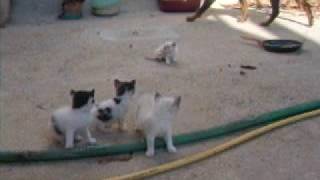 gattini piccoli quotaffrontanoquot cane [upl. by Nauqit]