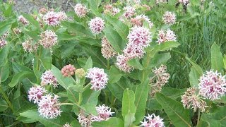 Speading Dogbane and Common Milkweed [upl. by Ellis]