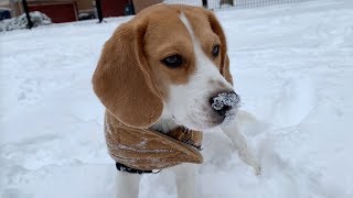 Cute beagle surprised by snow [upl. by Hera]