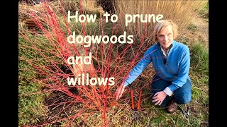 How to prune dogwoods and willows [upl. by Tegirb]