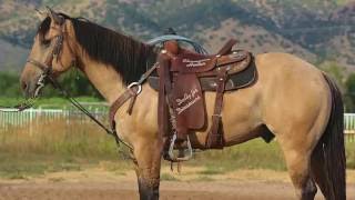 BUCKSKIN HEEL HORSE 5 YEAR OLD AQHA GELDING 151 HANDS TALL [upl. by Arakahs]