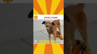 CHINTU BHAI MODEL [upl. by Hewitt722]