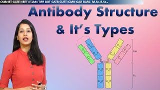 Antibody Structure amp its types I Immunology I Human health amp diseases I CSIRNET NEET GATE IITJAM [upl. by Storfer]