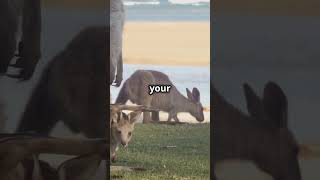 10 Amazing Facts About Kangaroos You Didnt know animals animallover animalshorts kangaroo [upl. by Edlun]