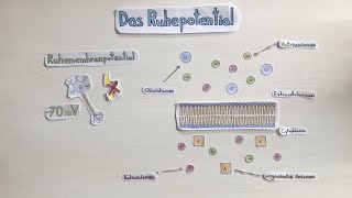 Das Ruhepotential [upl. by Etnahc275]