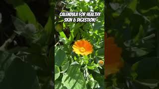 Calendula officinalis for healthy skin amp digestion 🌼 herbalremedies [upl. by Ettedo388]