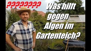 Was tun gegen Algen im Gartenteich Profi Tipps für Pflanzen vom Gärtner Gaststar [upl. by Navannod]