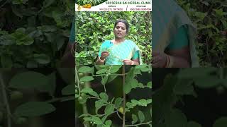 தலைமுடிக்கு கரும்பூலா Phyllanthus reticulatusKarum Poola for black and lengthy hair [upl. by Aihsyt]