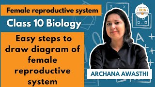 easy steps to draw female reproductive system diagram class 10 Biology class10biology 10science [upl. by Nagiam]