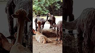 Alpacas lunch  Alpakas Mittagessen [upl. by Htims]