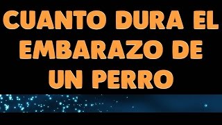 🛑Cuánto DURA el EMBARAZO de un PERRO ⏩ Aprende la Duración Real de la GESTACION CANINA ✅ [upl. by Sulakcin]