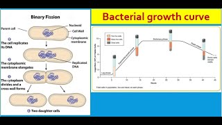 General microbiology 7  Bacterial growth [upl. by Haydon]