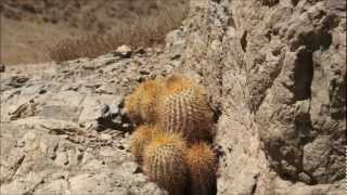 Copiapoa Eremophila I Apice Doradowmv [upl. by Aig945]