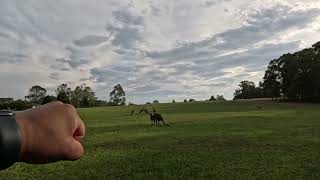 wildlife Australian kangaroo  Sydney parks  Prospect Reservoir [upl. by Aelyak]