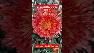 Guldaudi plant care🌱 shorts viralvideo gardening plantcare Chrysanthemum grandiflorumPlant [upl. by Wallas]