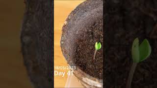 Bonsai seedling timelapse  Mr Fothergills  Bonsai  Jacaranda  Kit [upl. by Aizirk]