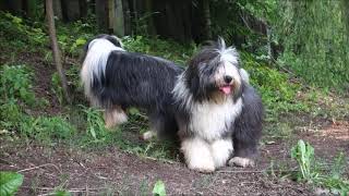 BEARDED COLLIE GREMONTREE  Paradise [upl. by Worsham]