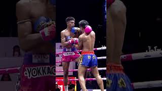 Knee Elbow Knockout muaythai knockout kickboxing [upl. by Noirrad414]