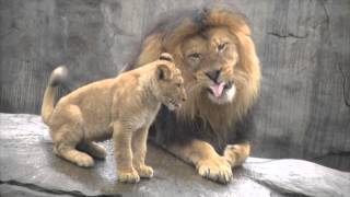 Lion cubs meet dad [upl. by Ettenim252]