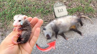 BABY OPOSSUM FOUND SICK amp ORPHANED  WHAT NOW [upl. by Cello]