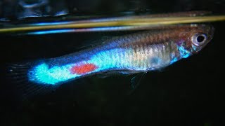 Poecilia reticulata Bleu du Rorota Guyane Francaise  Wild type Guppy ᴴᴰ [upl. by Ainahpets]