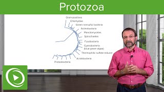 Protozoa Definition amp Types of Microbes – Microbiology  Lecturio [upl. by Jamnes]