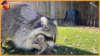 15 Hungrige Waschbären Jagen Und Töten Tiere Furchtlo [upl. by Frodin361]