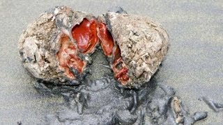 Pyura chilensis – Nature’s Bizarre Living Rocks [upl. by Nelleeus]