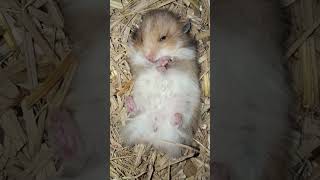 Oski najar cutebaby hamsters trending oskinajar [upl. by Mcleod]