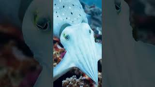 Cuttlefish changes Colors hunting ocean fishing predator survival sea [upl. by Binette]