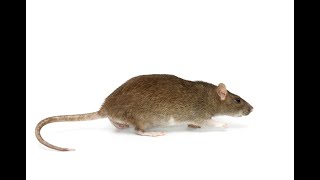 Rodents Signs and prevention tips [upl. by Etak165]