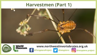 UK Harvestmen Part 1 [upl. by Ahsot]