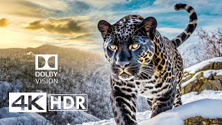 Unparalleled HDR 4K 60FPS  Dolby Vision [upl. by Arimas]