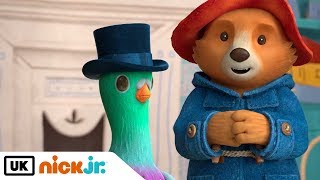 The Adventures of Paddington  Meet Pigeonton  Nick Jr UK [upl. by Shaughnessy53]