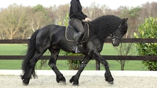 Friesian dressage horse Floris [upl. by Bena]