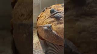 Anteprima panettone  Barbato 2024 presto online la nuova ricetta food panettone [upl. by Inod180]