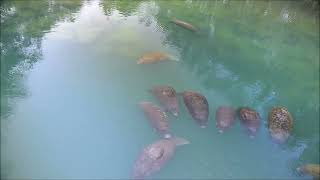 Manatees floating in a row at Homosassa [upl. by Shear]